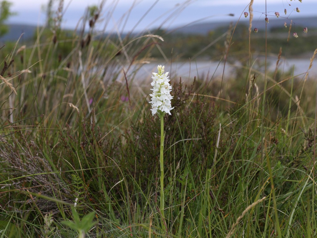 Orchidee d''Irlanda